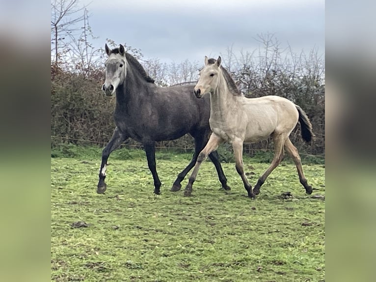 Lusitano Hengst Veulen (08/2025) Falbe in Saint Marcel en Marcillat