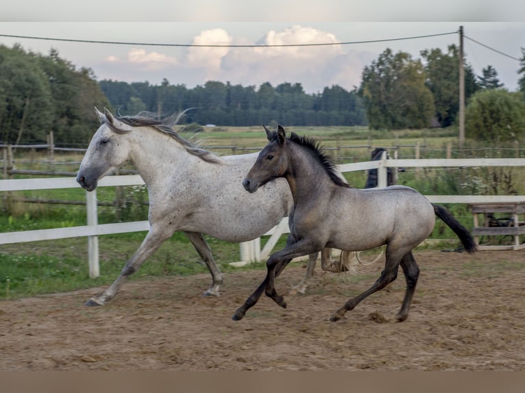 Lusitano Hengst Veulen (05/2026) Schimmel in Kauda