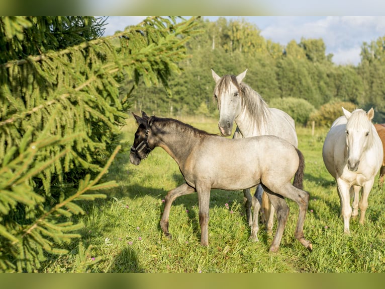 Lusitano Hengst Veulen (05/2026) Schimmel in Kauda