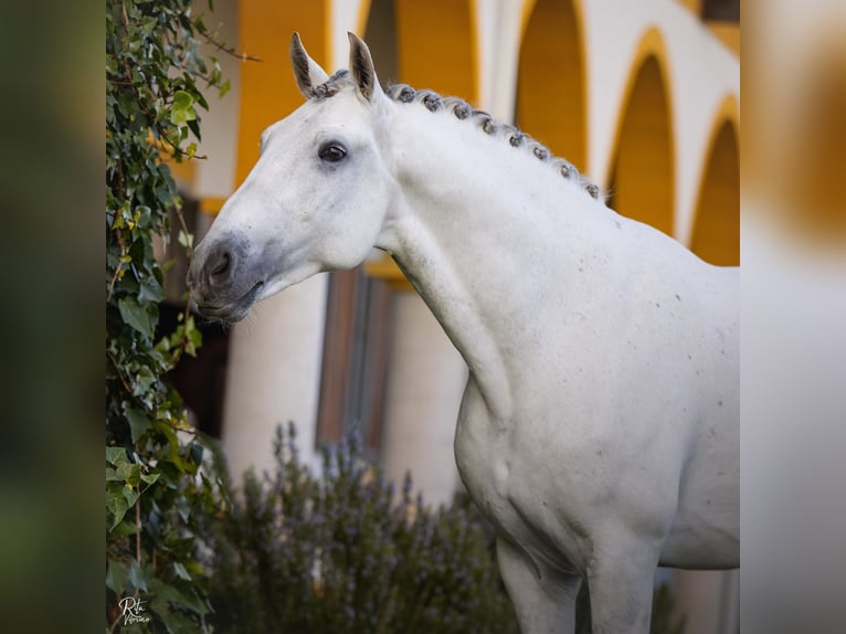 Lusitano Hengst Wit in Torres Novas