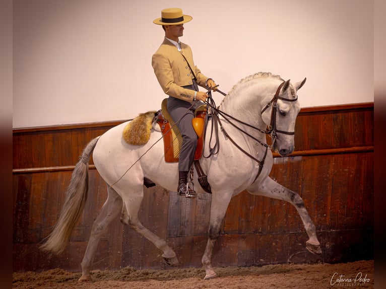 Lusitano Hengst Wit in Torres Novas