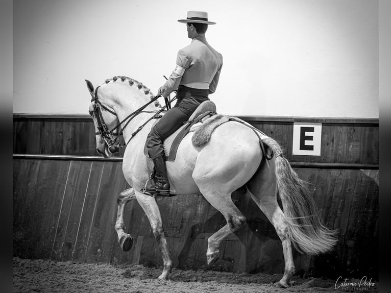 Lusitano Hengst Wit in Torres Novas