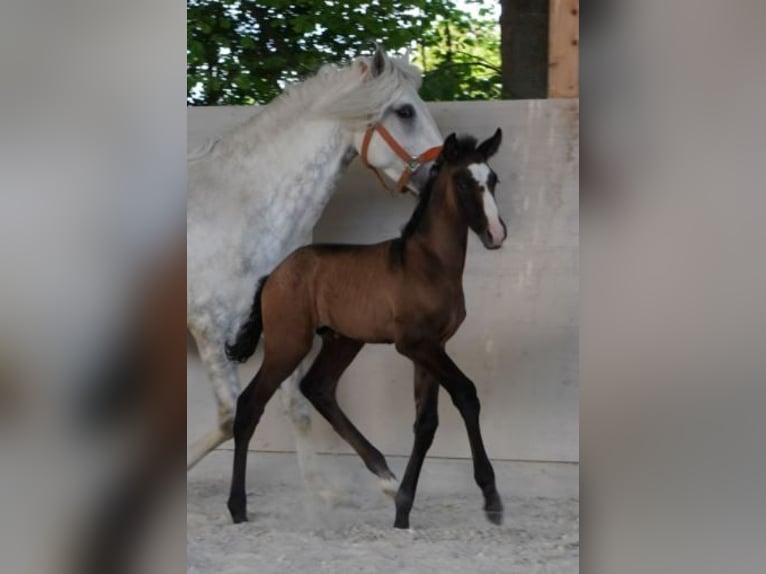 Lusitano Klacz 10 lat 158 cm Siwa in Wöllstein