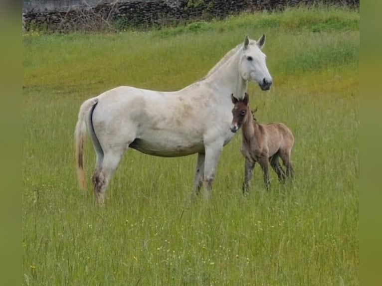 Lusitano Klacz 10 lat 162 cm Siwa in Felgueiras