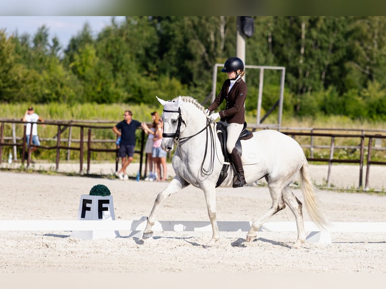 Lusitano Klacz 10 lat 162 cm Siwa in Wyczechowo