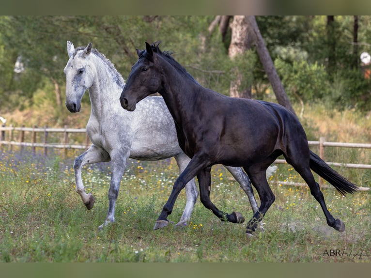Lusitano Klacz 10 lat 171 cm Siwa w hreczce in St. Estêvão