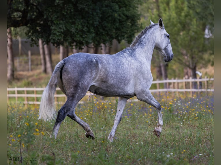 Lusitano Klacz 10 lat 171 cm Siwa w hreczce in St. Estêvão