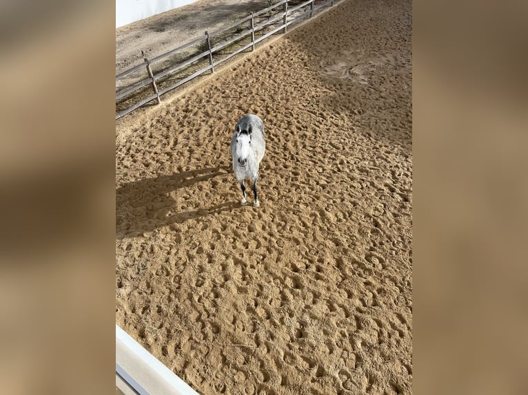 Lusitano Klacz 10 lat 171 cm Siwa w hreczce in St. Estêvão