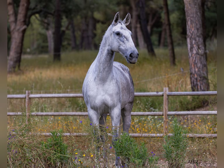 Lusitano Klacz 10 lat 171 cm Siwa w hreczce in St. Estêvão