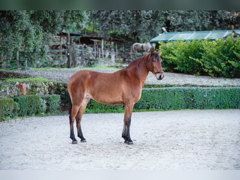 Lusitano Klacz 10 lat Gniada in El gastor