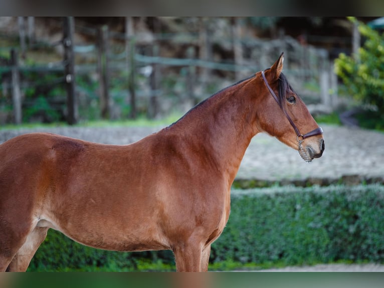 Lusitano Klacz 10 lat Gniada in El gastor
