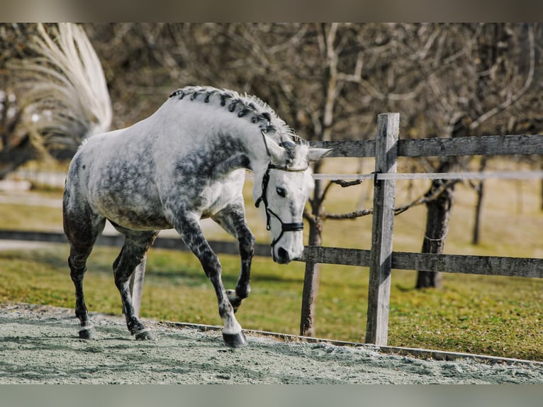 Lusitano Klacz 10 lat Siwa jabłkowita in Pratval