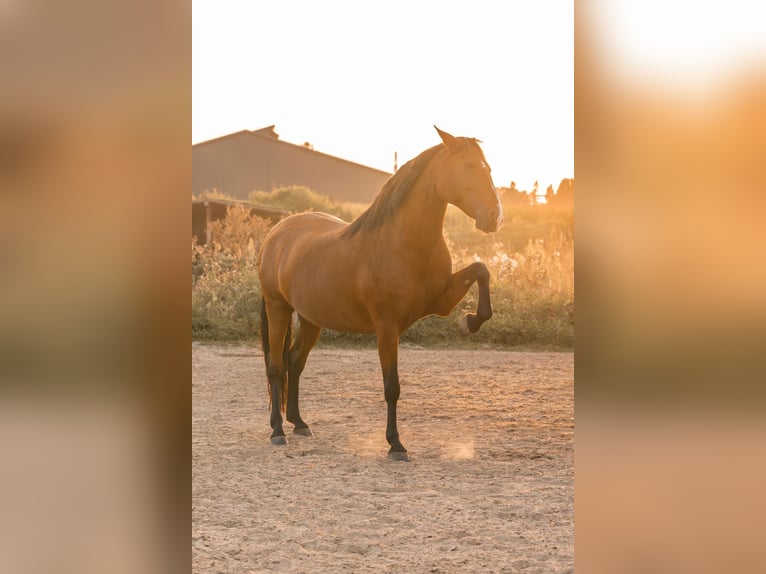 Lusitano Klacz 11 lat 153 cm Gniada in Vierlingsbeek