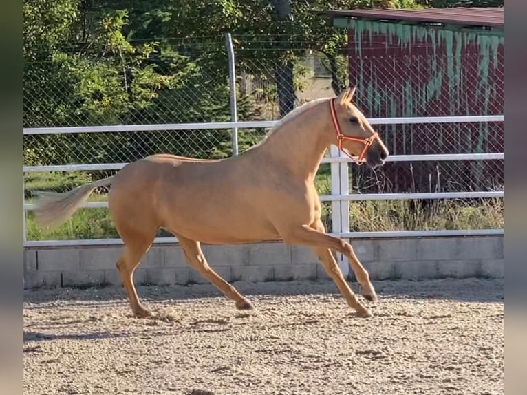 Lusitano Klacz 11 lat 154 cm Izabelowata in Cubillo