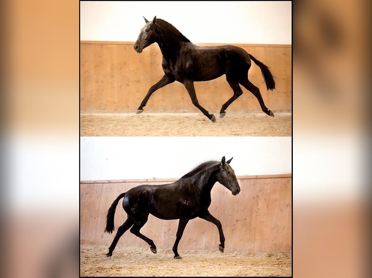 Lusitano Klacz 11 lat 157 cm Kara in Générac