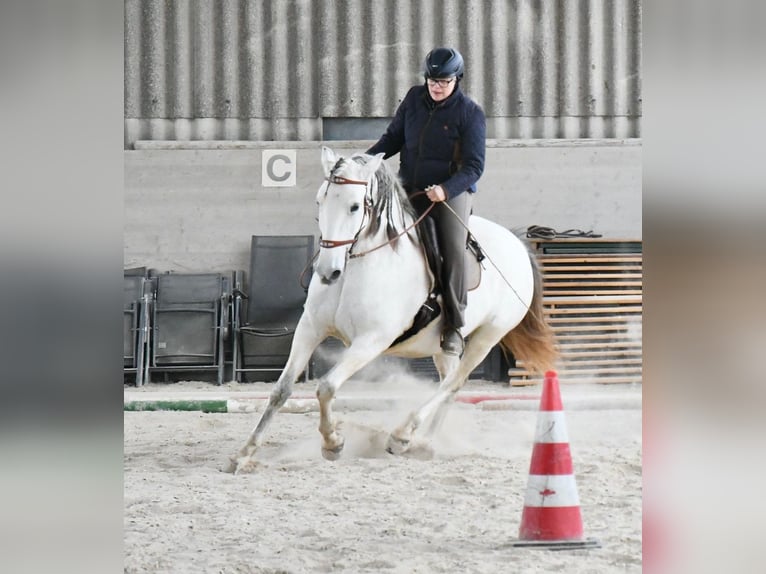 Lusitano Klacz 11 lat 159 cm Siwa in Weinheim