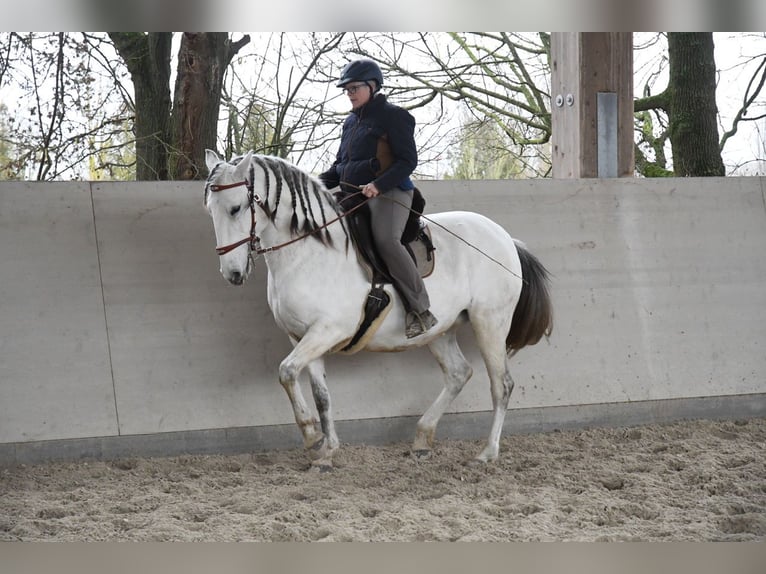 Lusitano Klacz 11 lat 159 cm Siwa in Weinheim