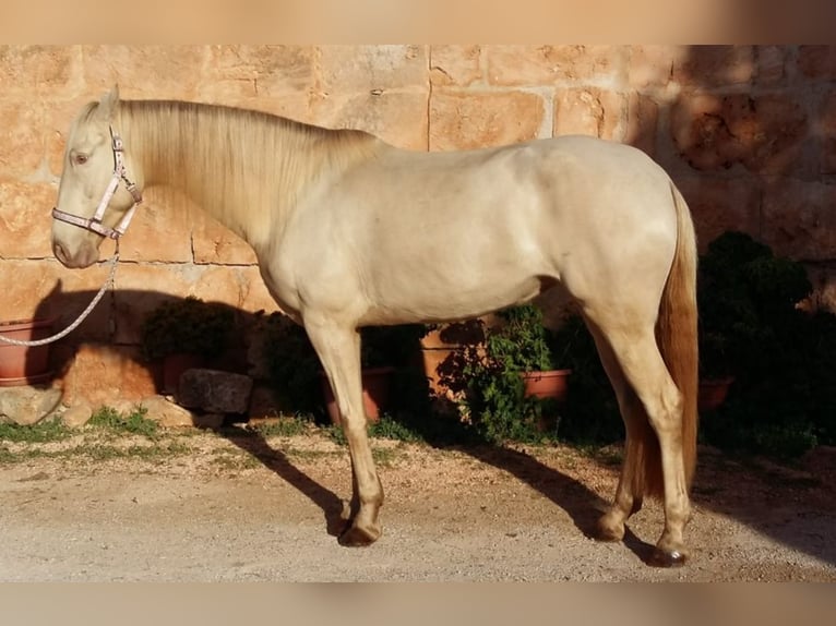 Lusitano Klacz 11 lat 160 cm Cremello in Timmendorfer Strand