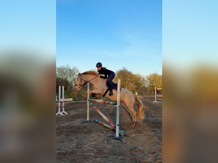 Lusitano Klacz 11 lat 160 cm Cremello in Timmendorfer Strand