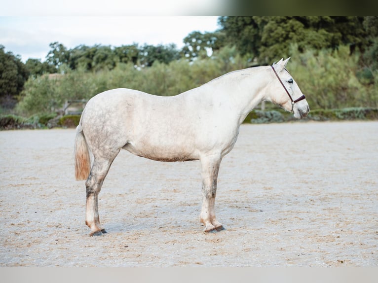 Lusitano Klacz 11 lat 162 cm Siwa in El GASTOR