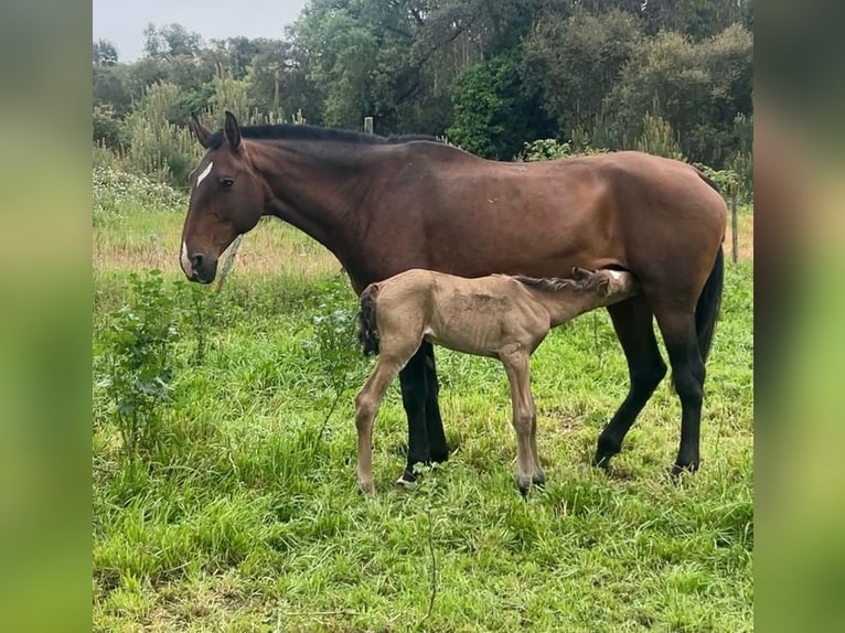 Lusitano Klacz 11 lat 167 cm Gniada in Caldas da Rainha
