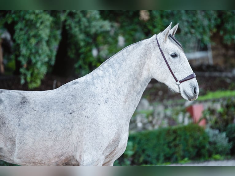 Lusitano Klacz 11 lat Siwa in El Jaralel gastor