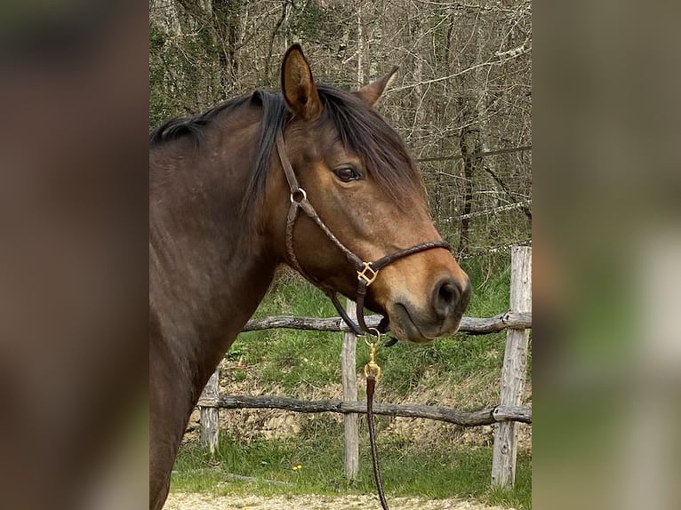 Lusitano Klacz 12 lat 158 cm Gniada in Tursac