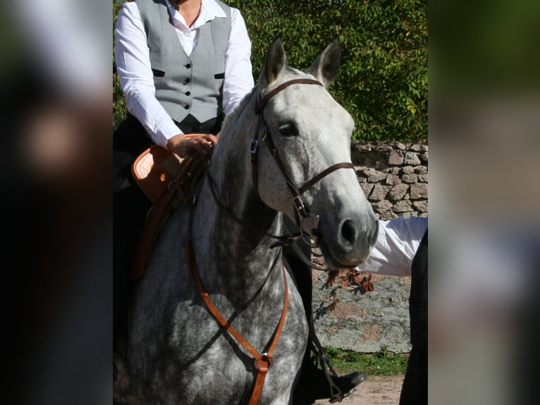 Lusitano Klacz 13 lat 161 cm Bułana in Saligny-sur-Roudon