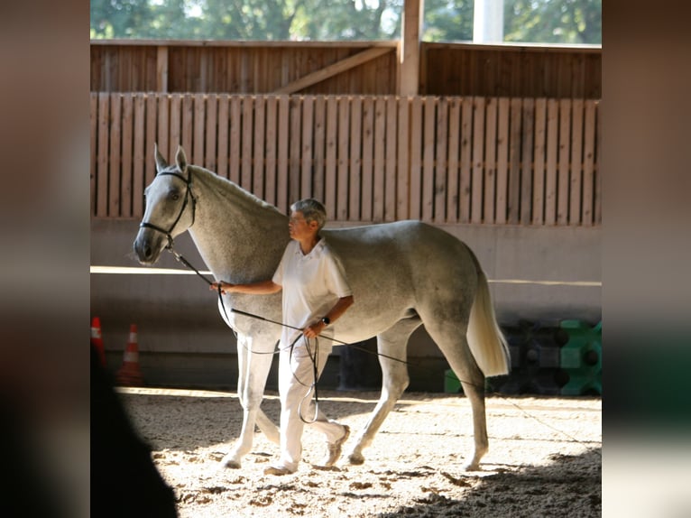 Lusitano Klacz 13 lat 161 cm Bułana in Saligny-sur-Roudon