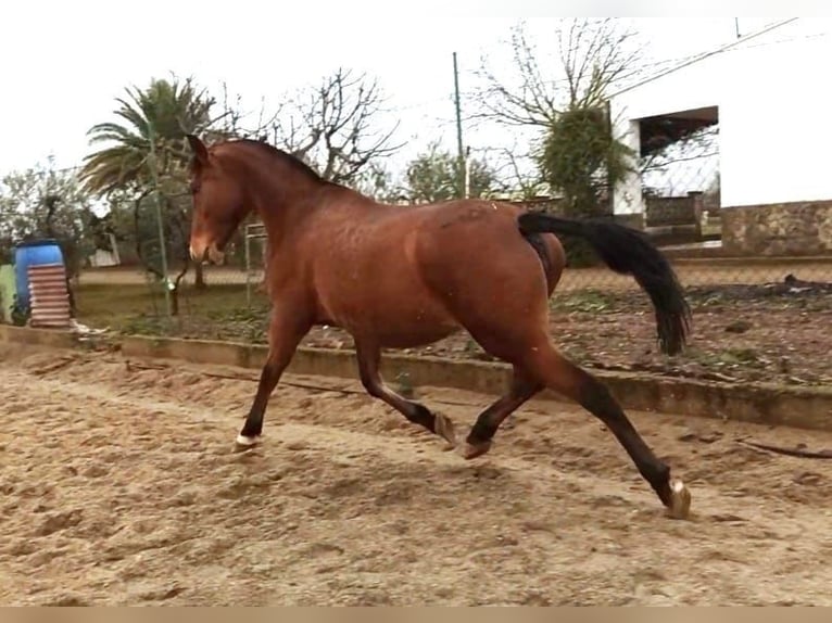 Lusitano Klacz 13 lat 163 cm Gniada in Badajoz