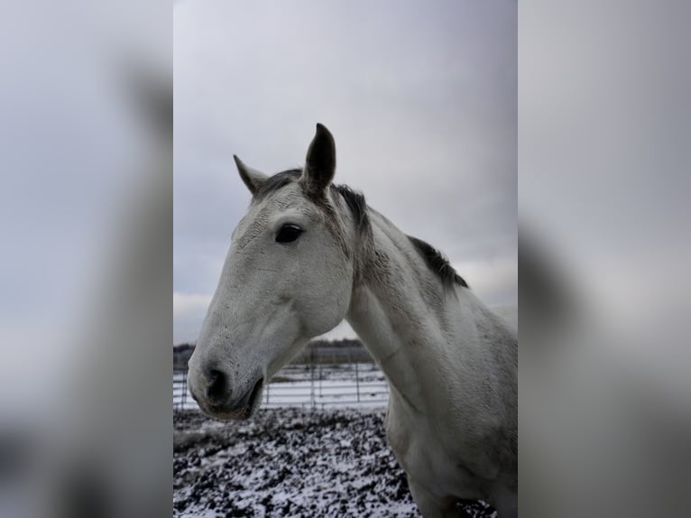 Lusitano Klacz 13 lat 165 cm Siwa in Adlkofen