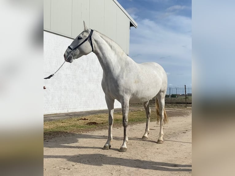 Lusitano Klacz 13 lat Siwa in Calera Y Chozas (Pueblo)