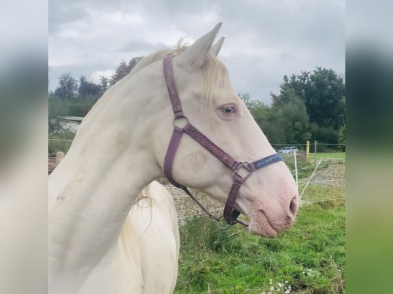 Lusitano Klacz 14 lat 163 cm Perlino in Ludwigsau