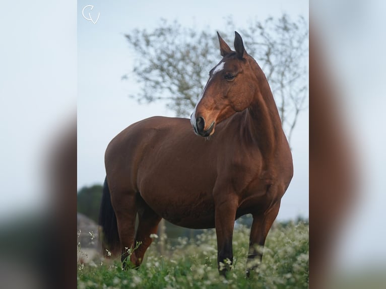 Lusitano Klacz 14 lat 164 cm Gniada in Agua Derramada