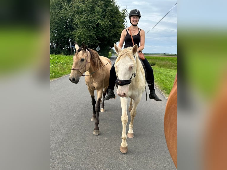 Lusitano Klacz 15 lat 151 cm Bułana in Schneverdingen
