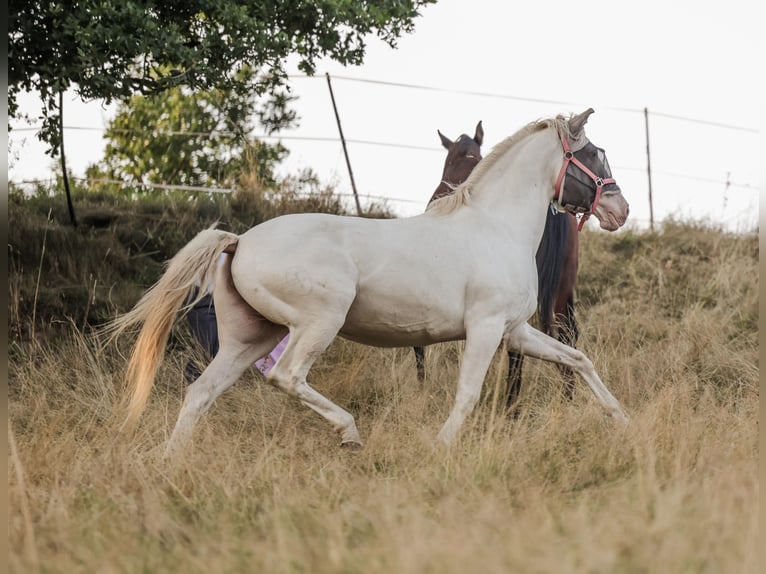 Lusitano Klacz 15 lat 163 cm Perlino in Ludwigsau