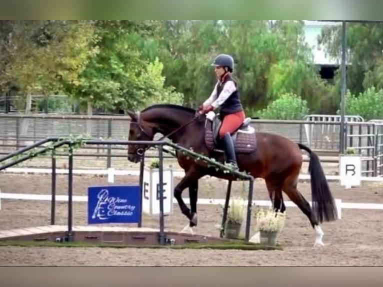 Lusitano Klacz 16 lat 147 cm Gniada in Ramona, CA