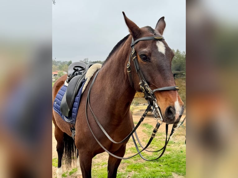 Lusitano Klacz 16 lat 147 cm Gniada in Ramona, CA