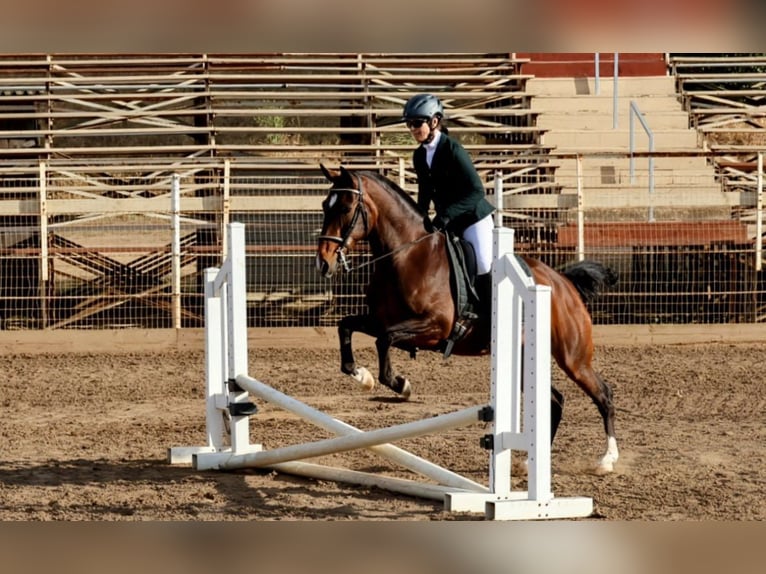 Lusitano Klacz 16 lat 147 cm Gniada in Ramona, CA