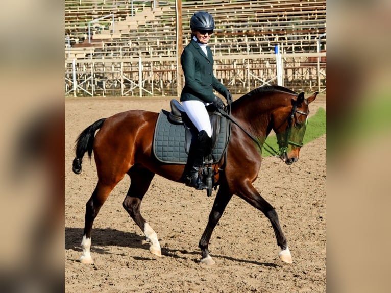 Lusitano Klacz 16 lat 147 cm Gniada in Ramona, CA