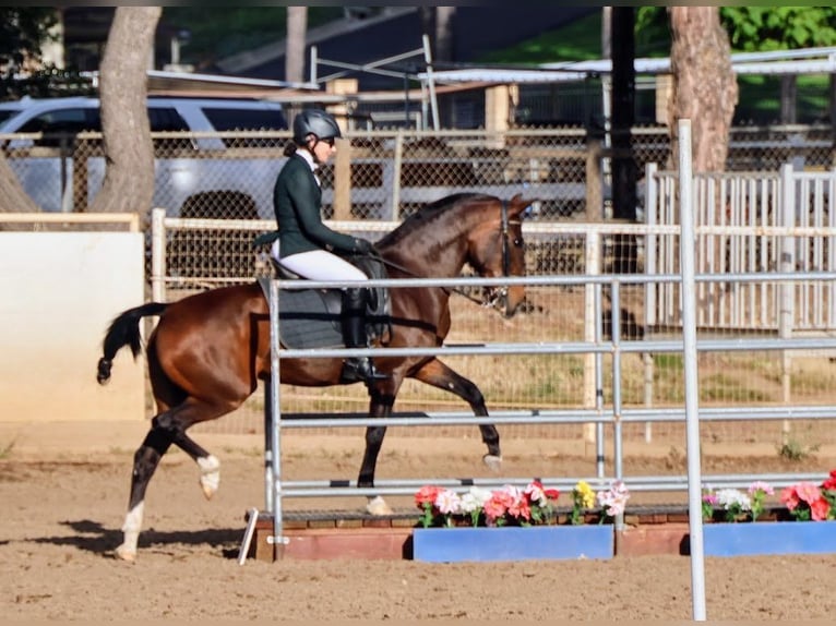Lusitano Klacz 16 lat 147 cm Gniada in Ramona, CA