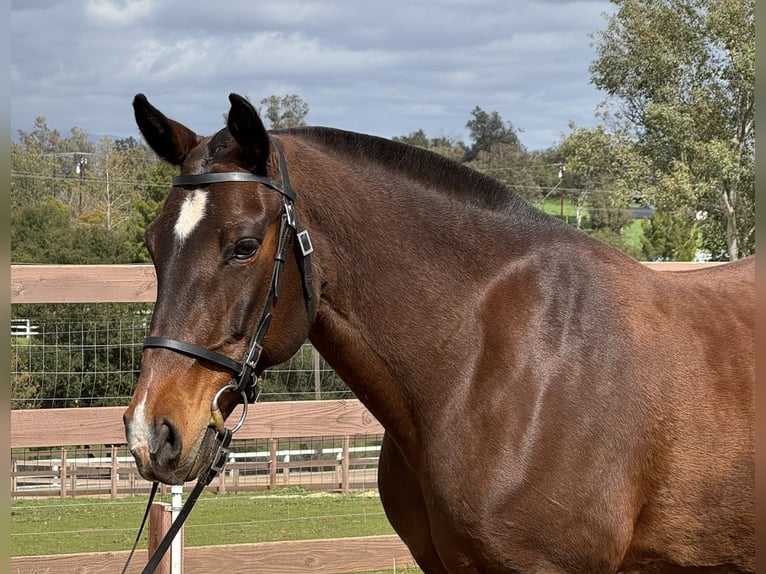 Lusitano Klacz 16 lat 147 cm Gniada in Ramona, CA