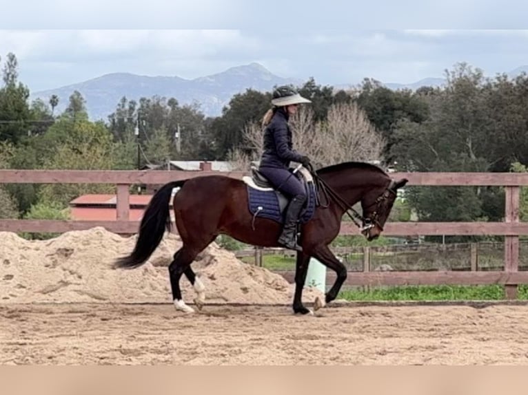 Lusitano Klacz 16 lat 147 cm Gniada in Ramona, CA