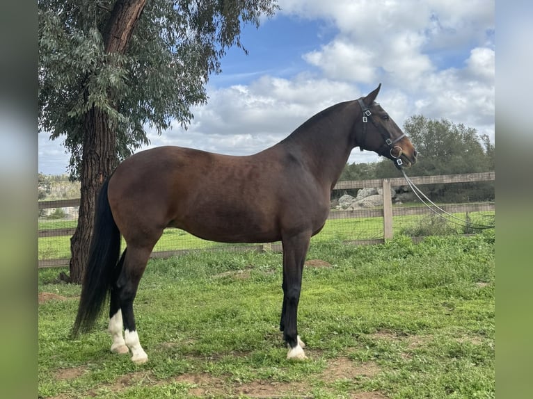 Lusitano Klacz 16 lat 147 cm Gniada in Ramona, CA