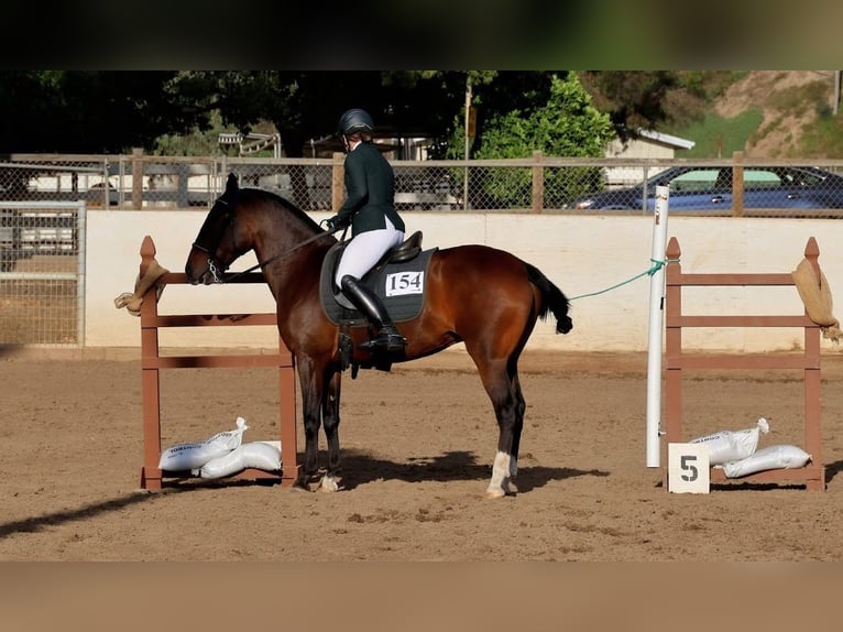 Lusitano Klacz 16 lat 147 cm Gniada in Ramona, CA