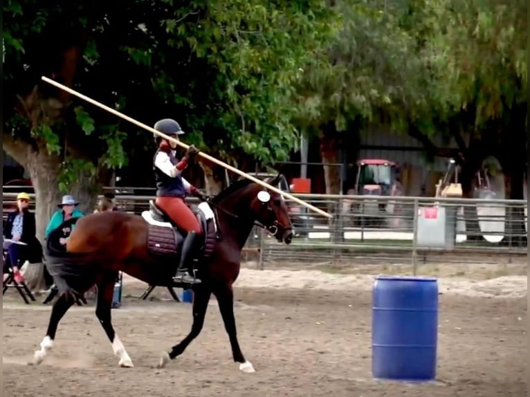 Lusitano Klacz 16 lat 147 cm Gniada in Ramona, CA