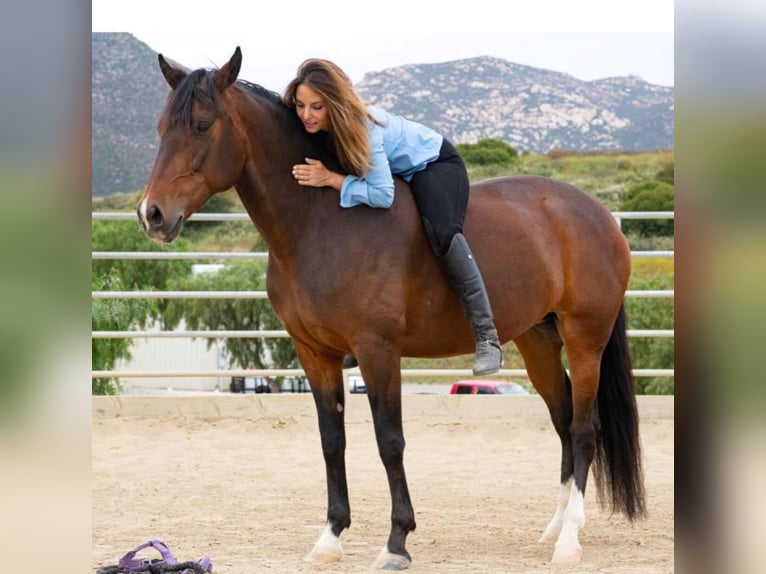 Lusitano Klacz 16 lat 147 cm Gniada in Ramona, CA