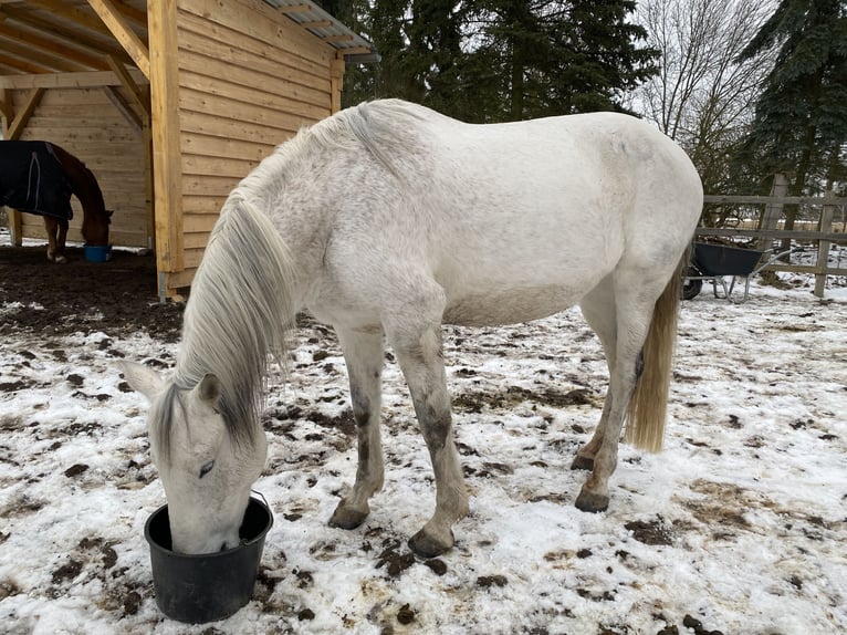 Lusitano Klacz 16 lat 165 cm Siwa jabłkowita in Schwerin