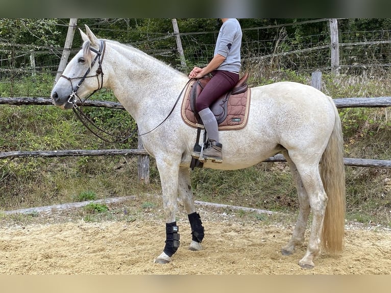 Lusitano Klacz 16 lat 165 cm Siwa in Tursac