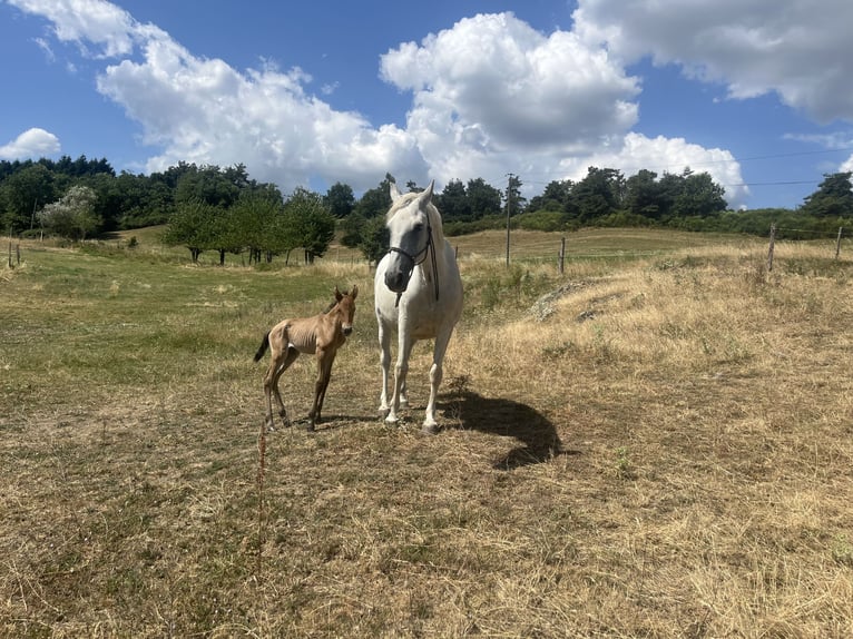 Lusitano Klacz 16 lat  in Saint-Sylvestre